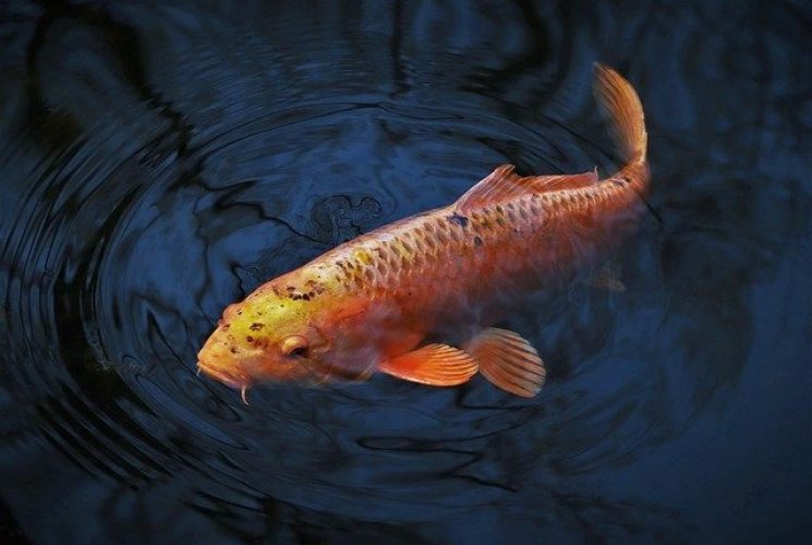 Analyse_de_cause_à_effet_:_Utiliser_le_diagramme_en_arête_de_poisson_et_les_5_pourquoi